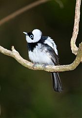 Pied Monarch